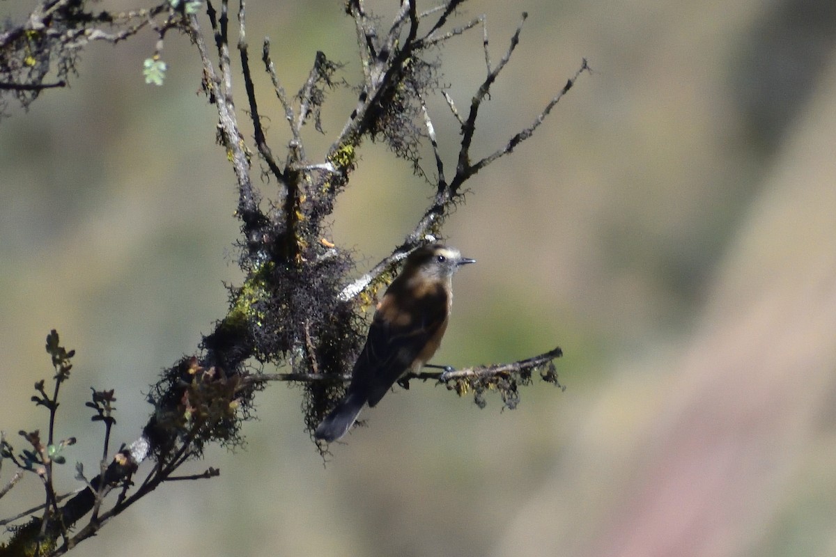 Brown-backed Chat-Tyrant - ML637636071