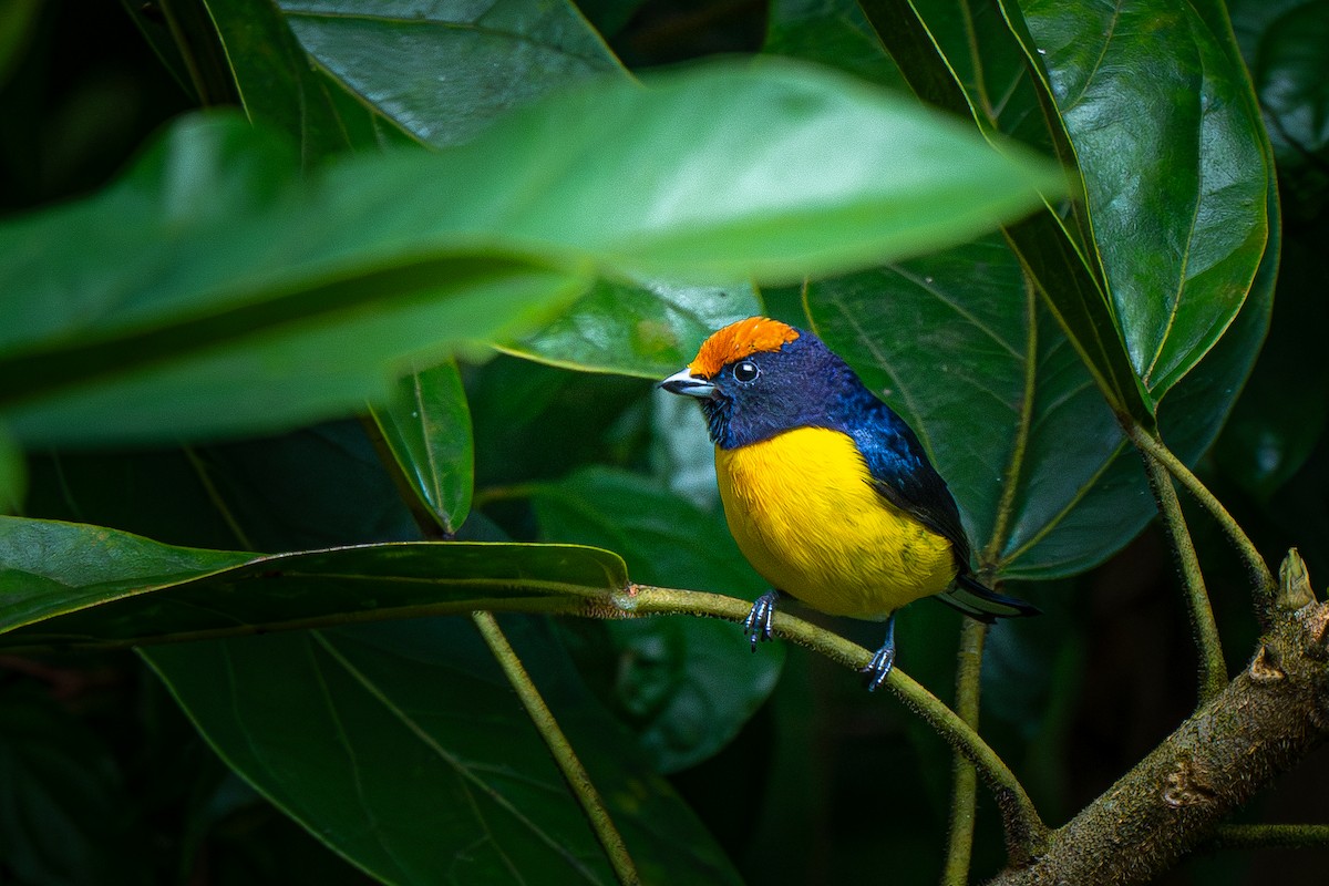 Tawny-capped Euphonia - ML637636072