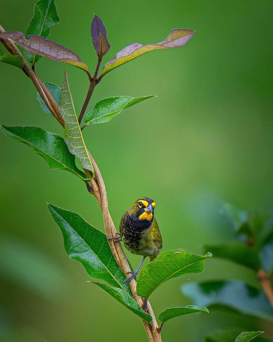 Yellow-faced Grassquit - ML637636079