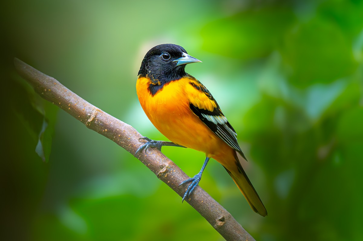 Baltimore Oriole - ML637636081
