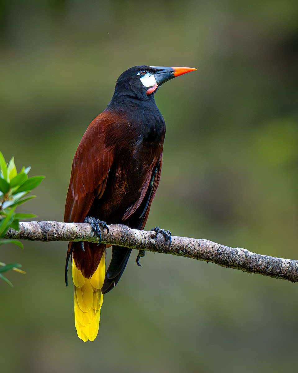 Montezuma Oropendola - ML637636082
