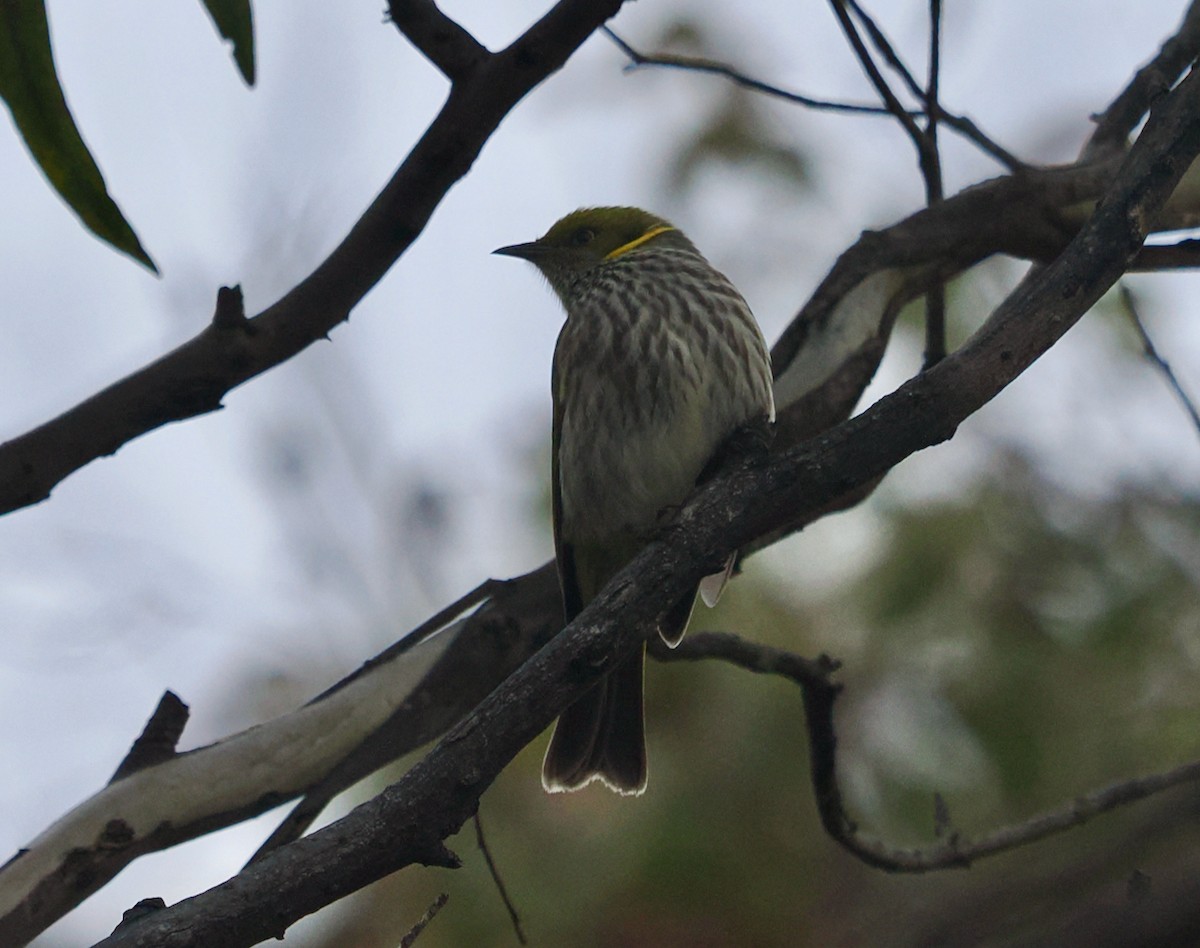 Yellow-plumed Honeyeater - ML637636083