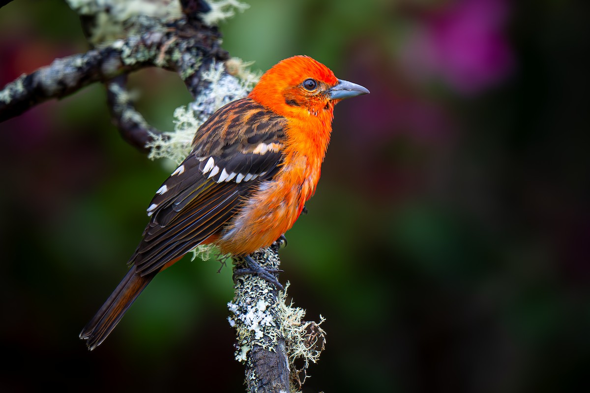 Flame-colored Tanager - ML637636101