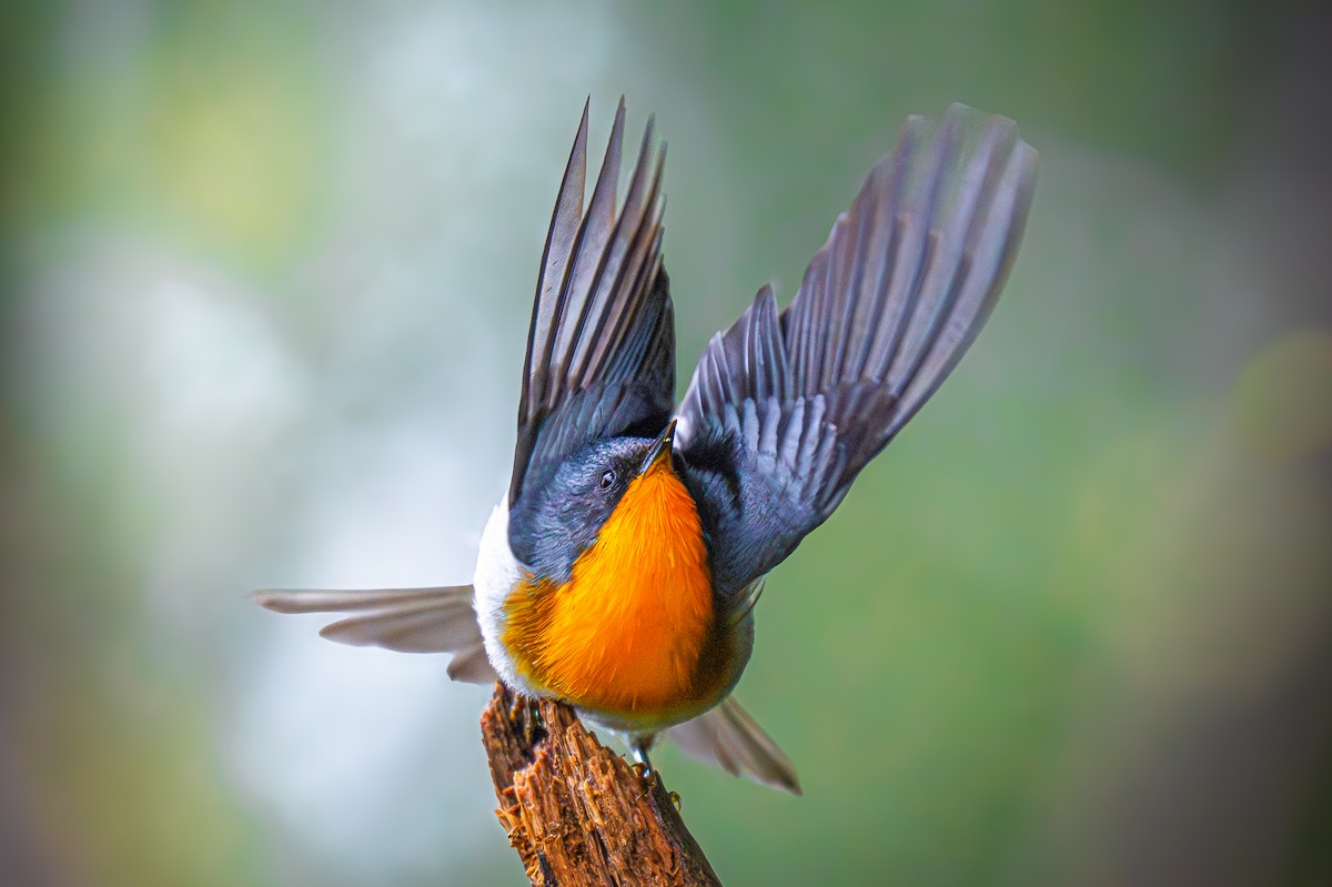 Flame-throated Warbler - ML637636105