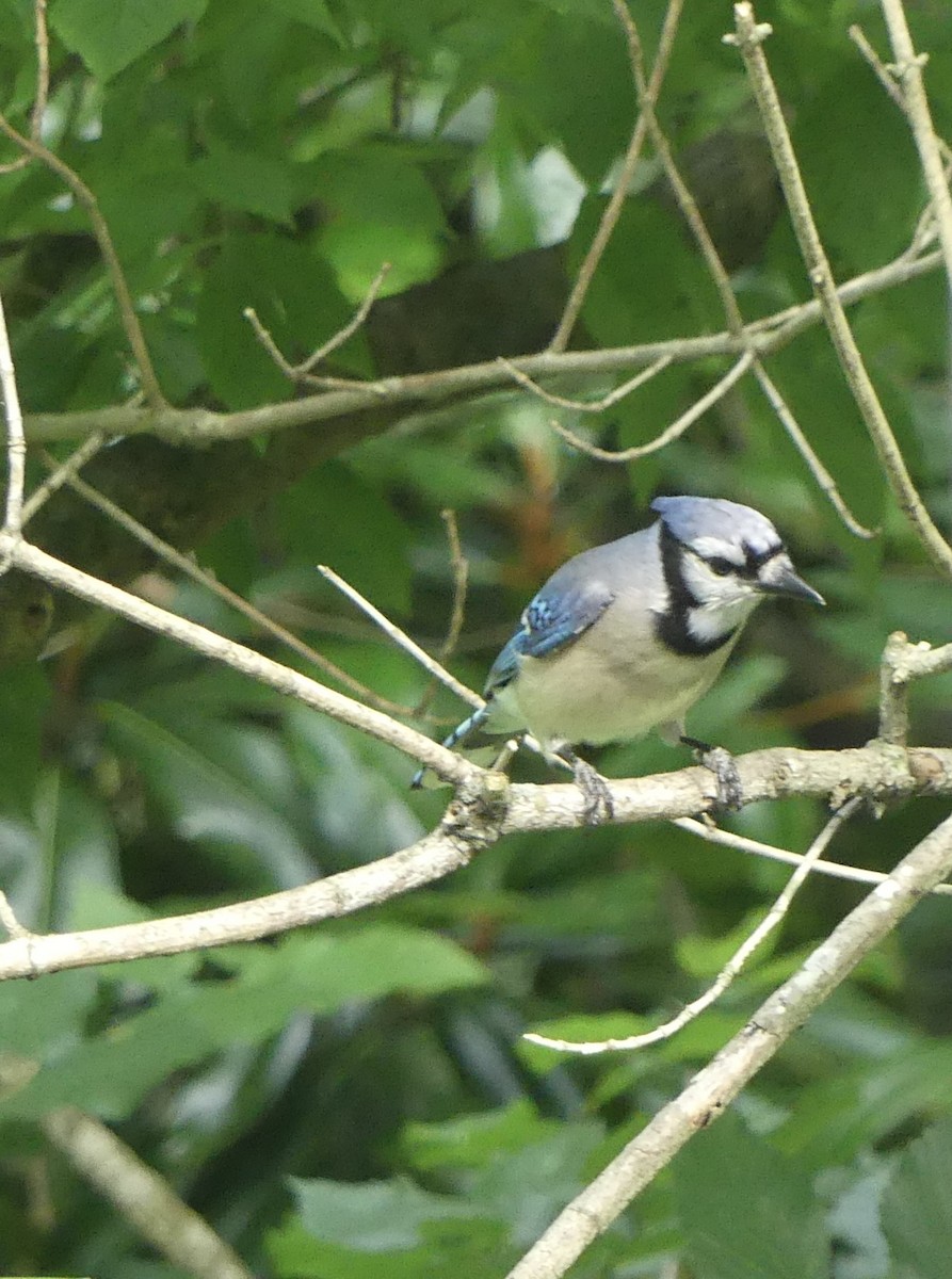 Blue Jay - ML637636112