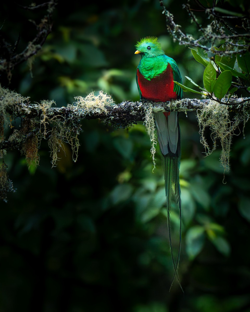Resplendent Quetzal - ML637636114