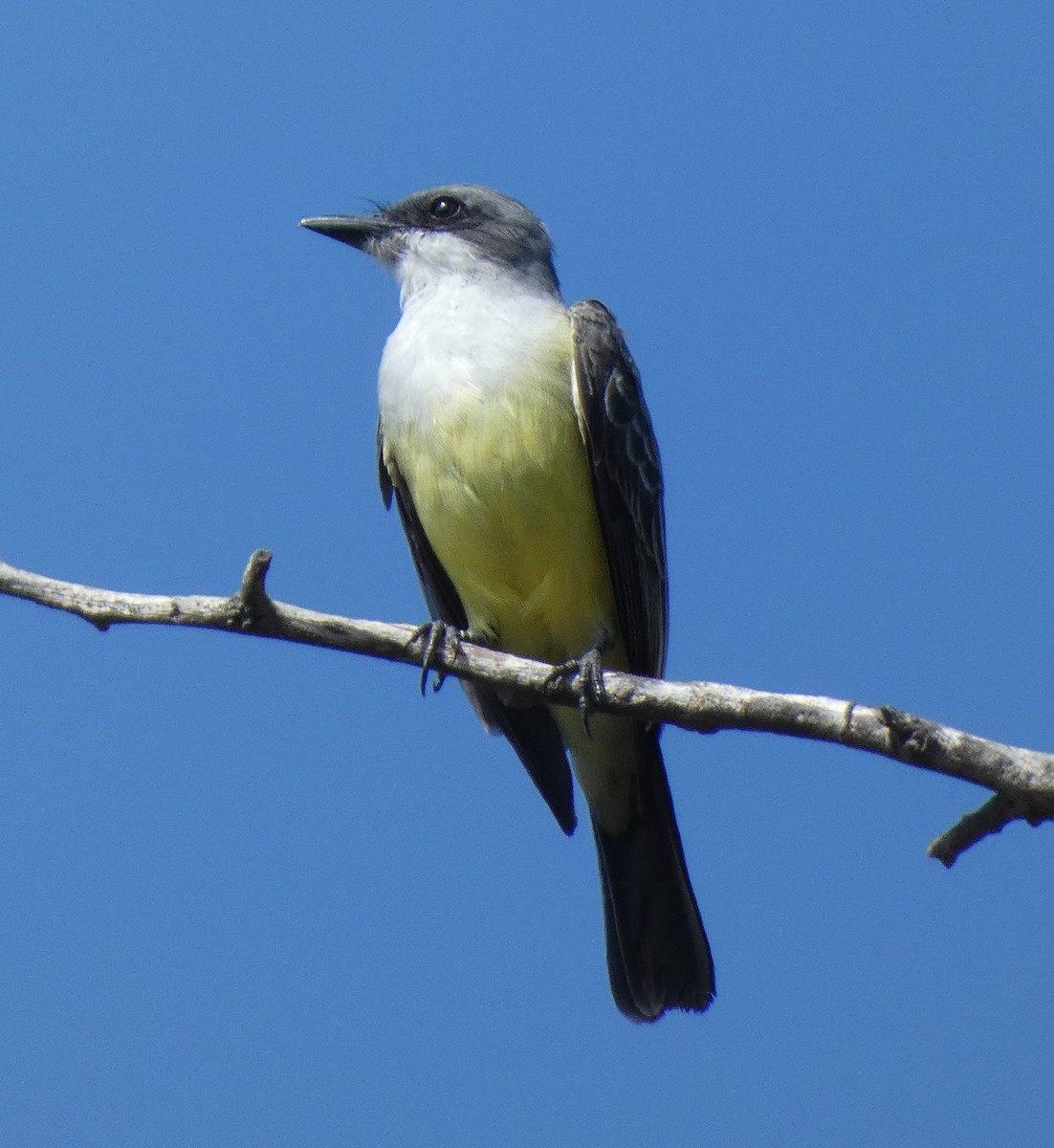 Snowy-throated Kingbird - ML637636115