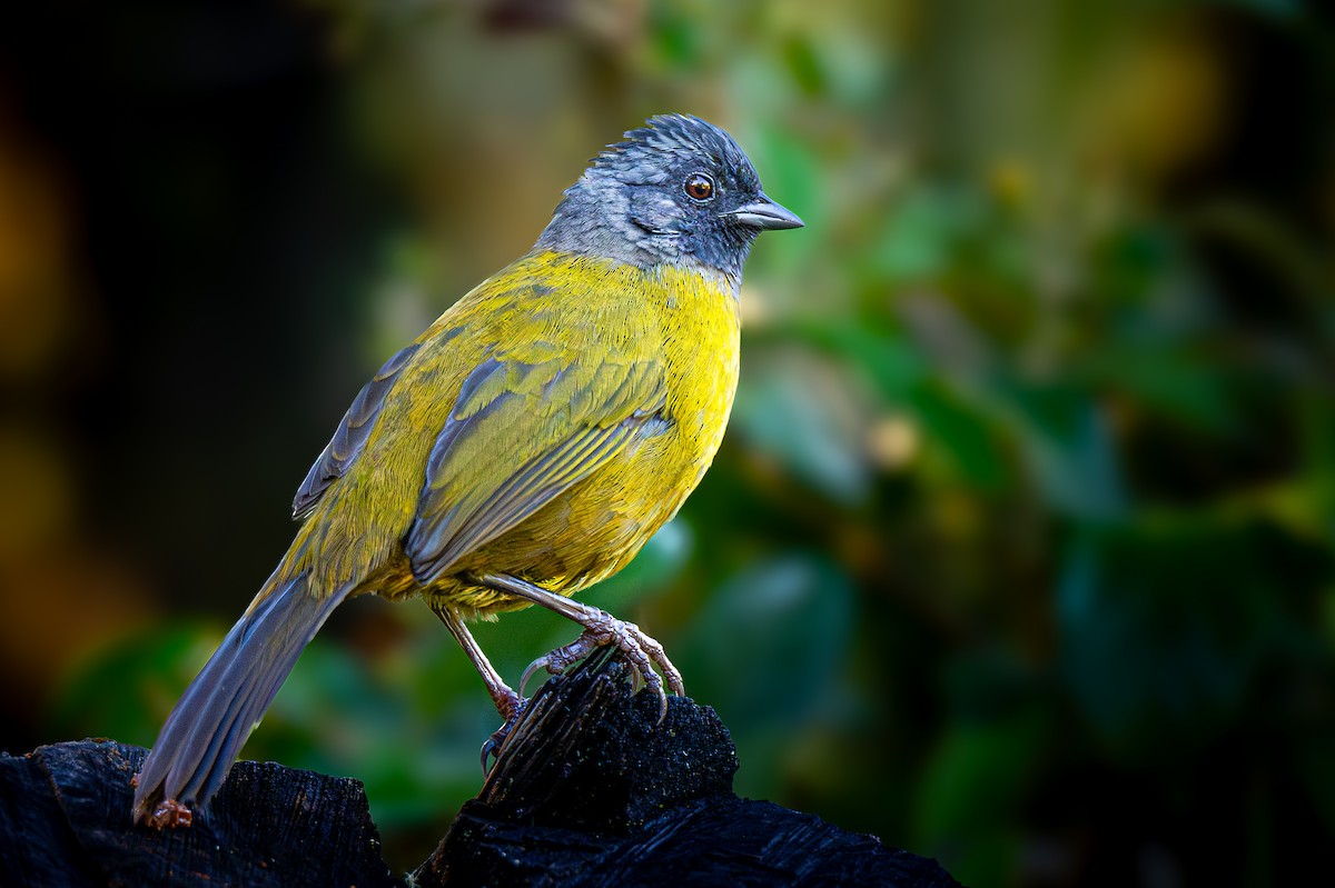 Large-footed Finch - ML637636121