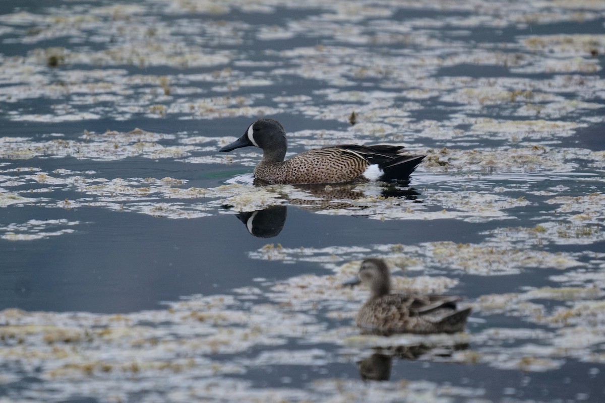 Blue-winged Teal - ML637636133