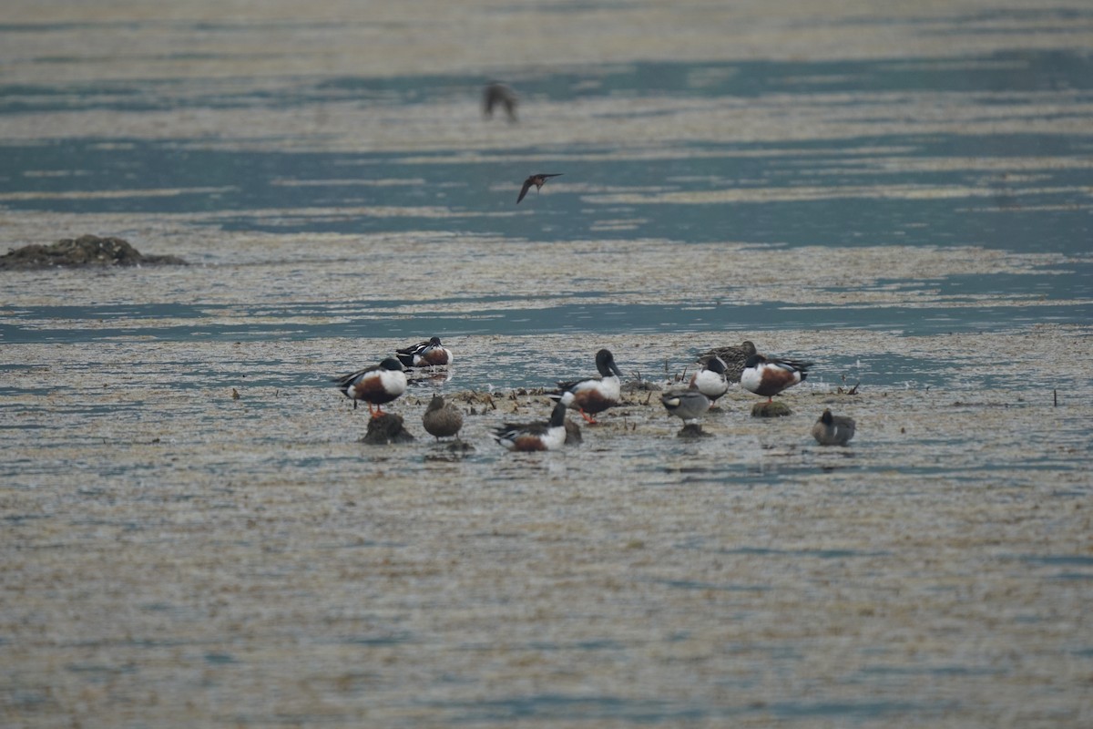 Northern Shoveler - ML637636140