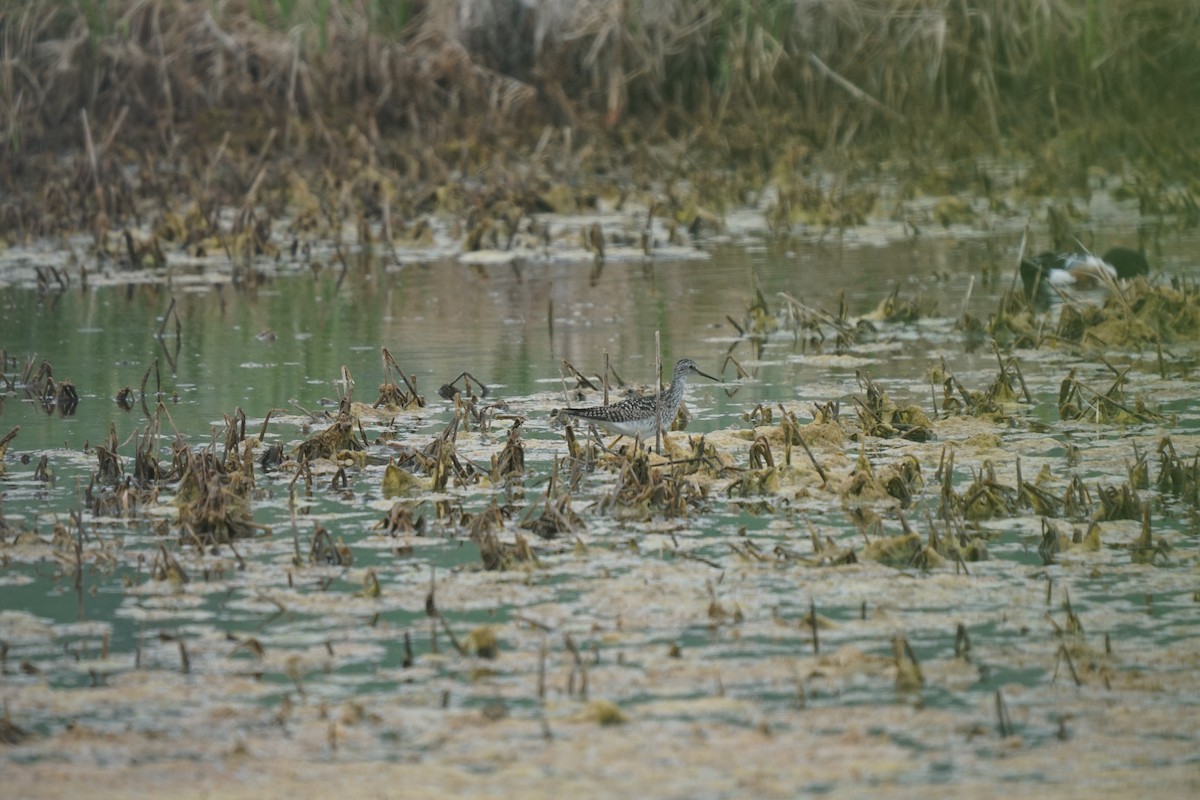 Lesser Yellowlegs - ML637636159
