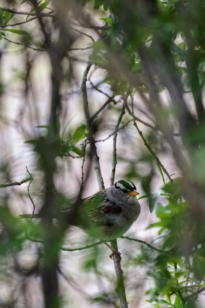 White-crowned Sparrow - ML637636175