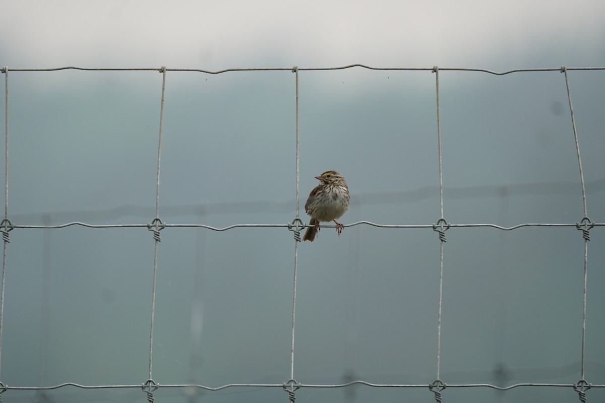 Savannah Sparrow - ML637636181