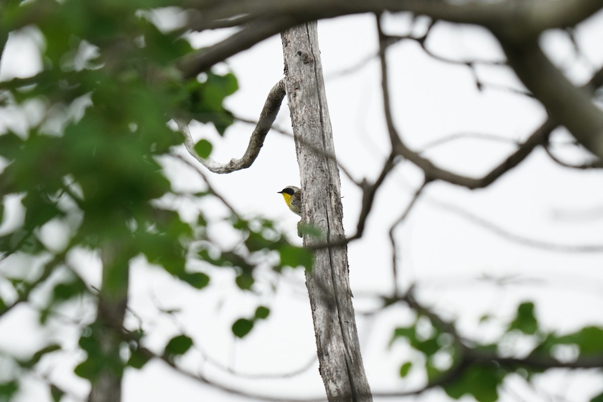 Common Yellowthroat - ML637636198