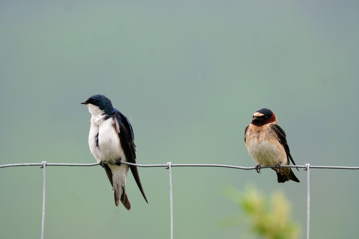 Cliff Swallow - ML637636232