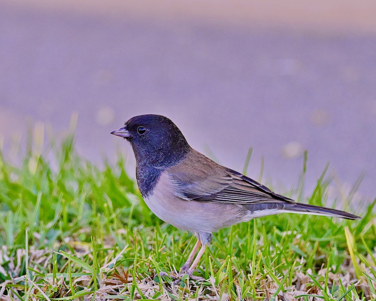 Dark-eyed Junco - ML637636243