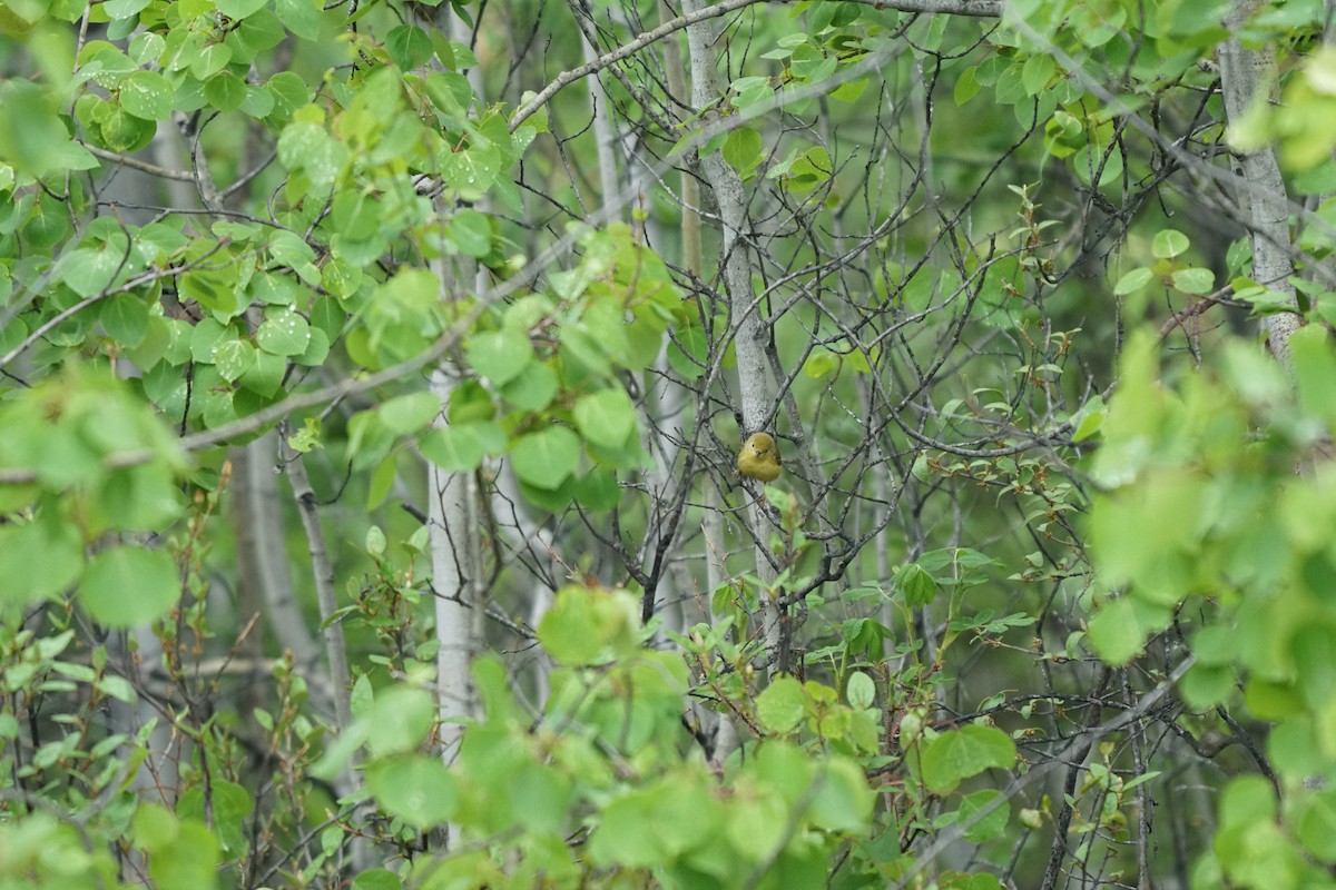 Orange-crowned Warbler - ML637636249