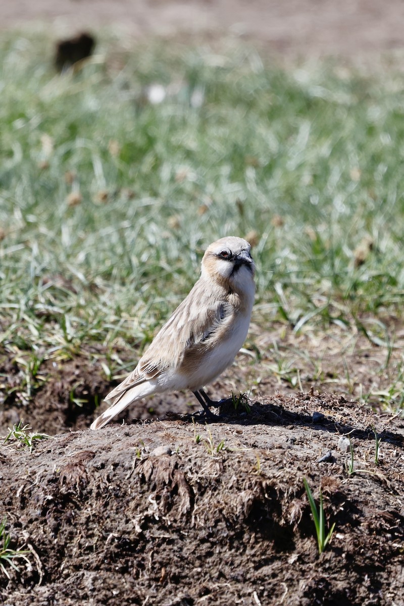Rufous-necked Snowfinch - ML637636273