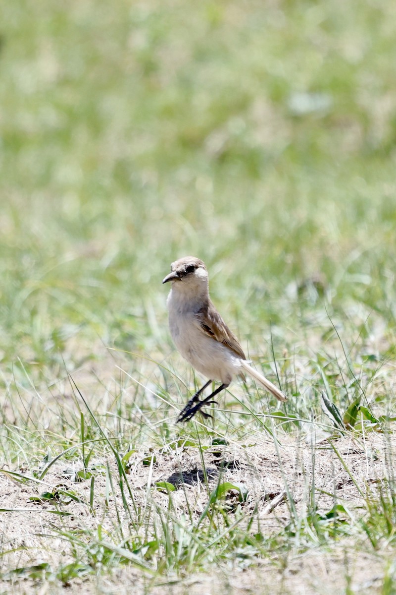 Ground Tit - ML637636278