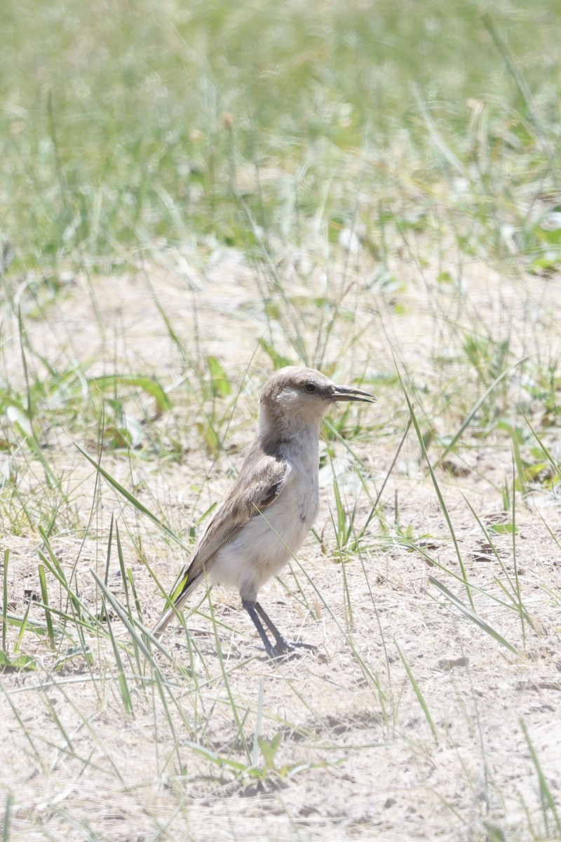 Ground Tit - ML637636279
