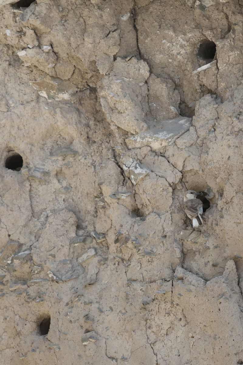 Ground Tit - ML637636280