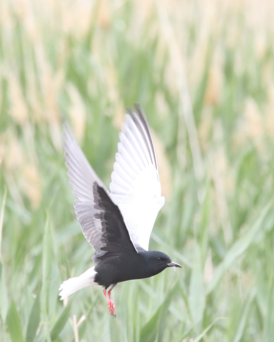 White-winged Tern - ML637636287