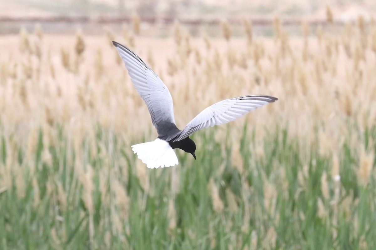 White-winged Tern - ML637636288