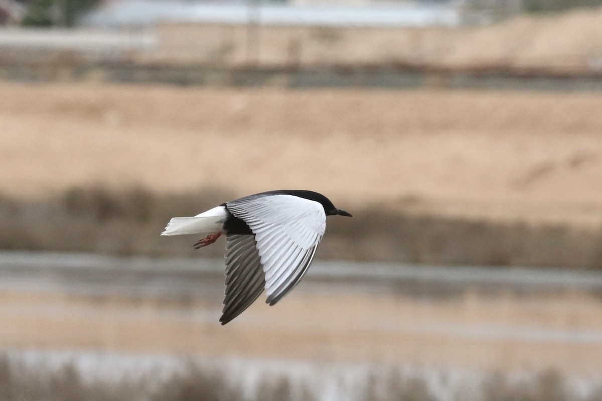 White-winged Tern - ML637636289