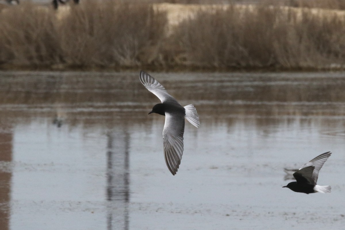 White-winged Tern - ML637636290