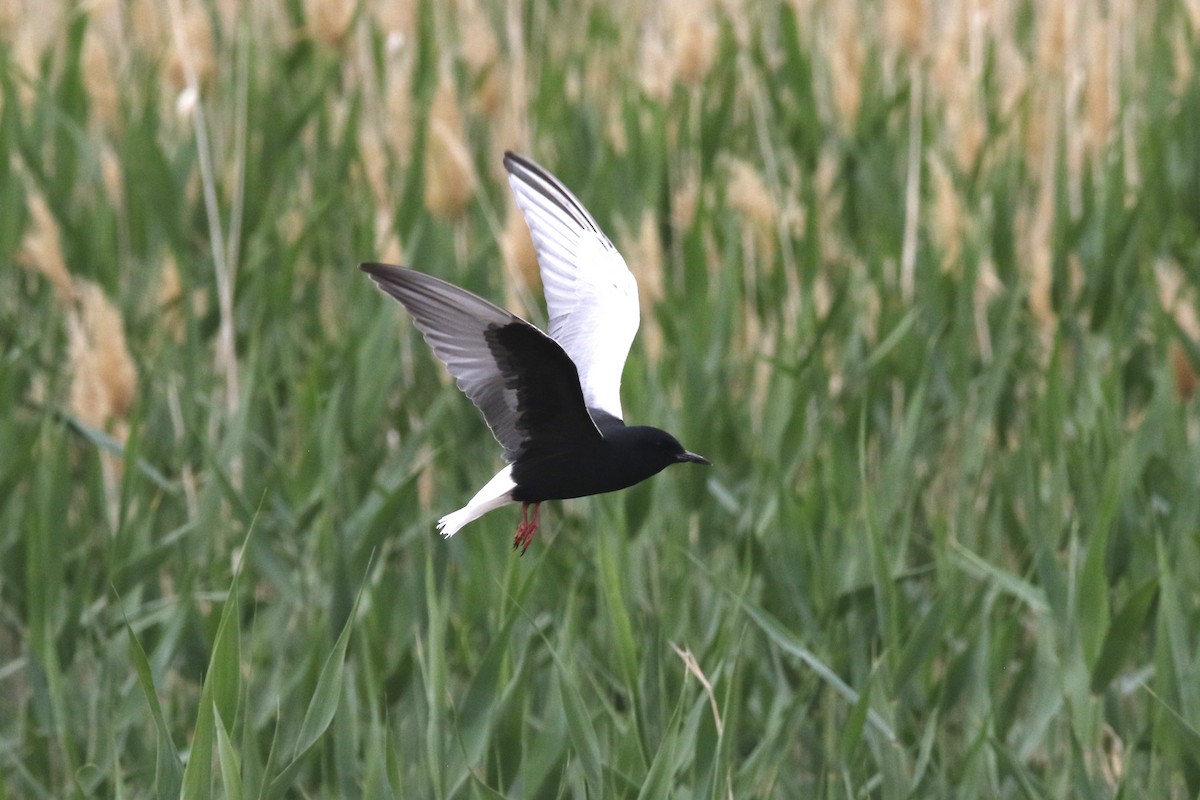 White-winged Tern - ML637636291