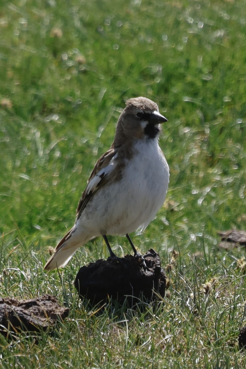 Tibetan Snowfinch - ML637636305