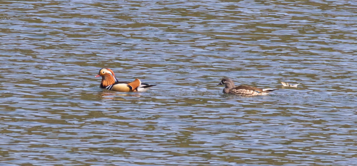 Mandarin Duck - ML637636306