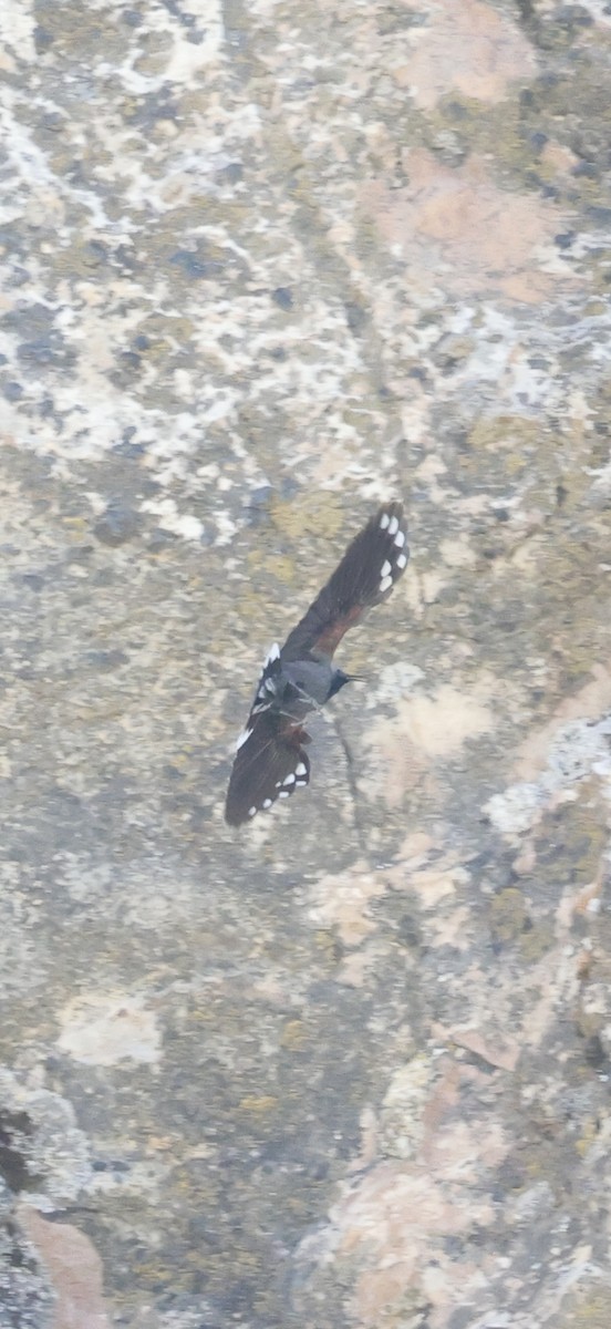 Wallcreeper - ML637636315