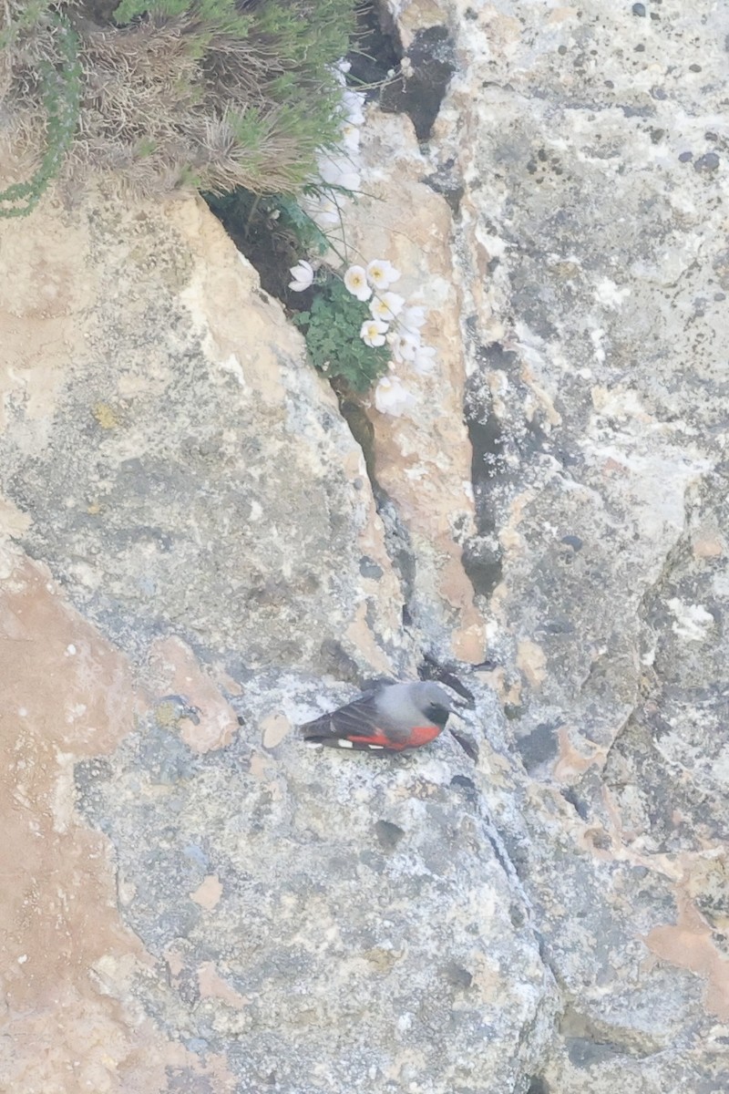 Wallcreeper - ML637636316