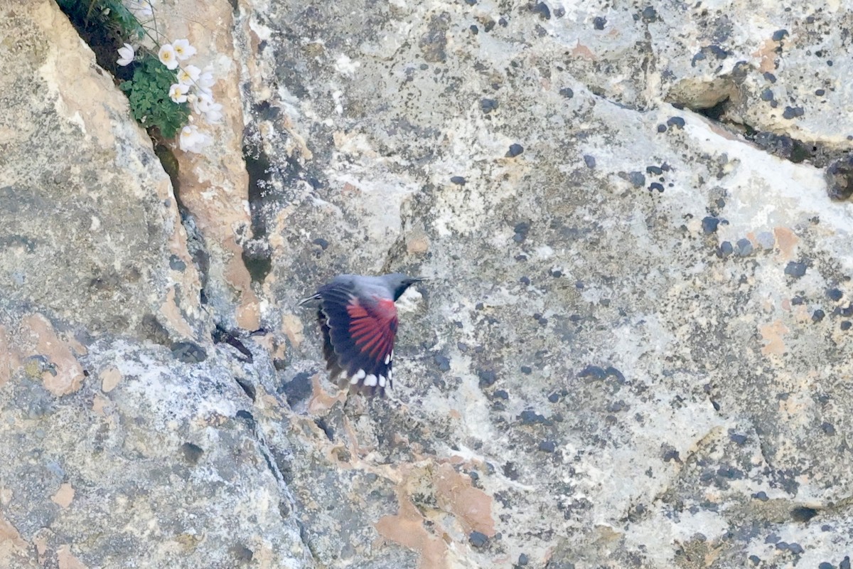 Wallcreeper - ML637636317