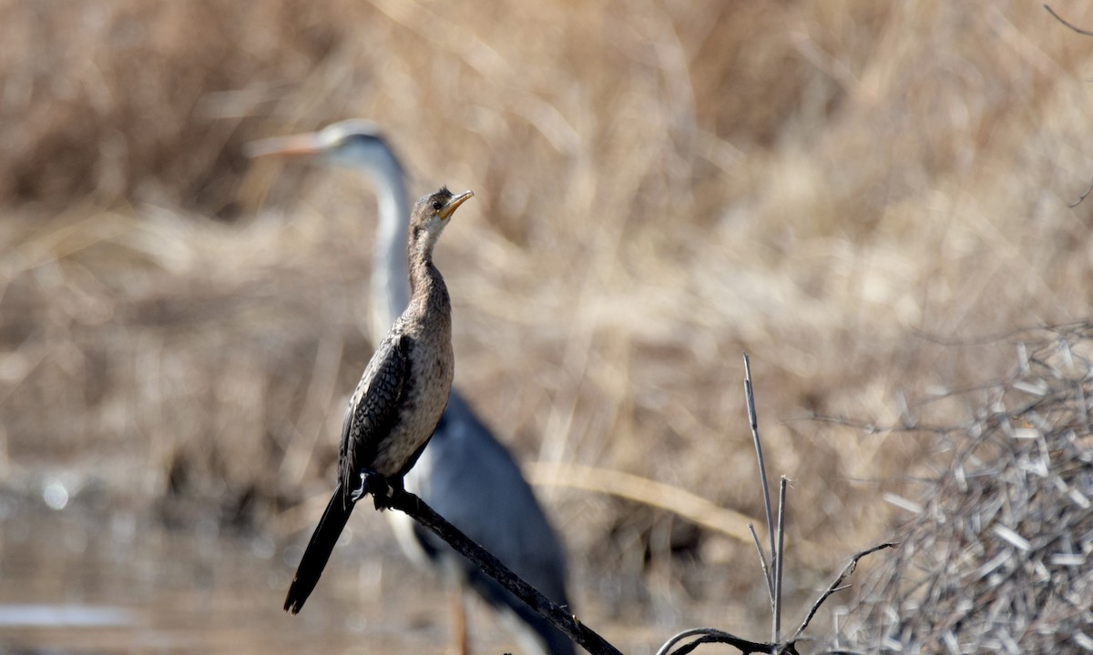 Reed Cormorant - ML637636318