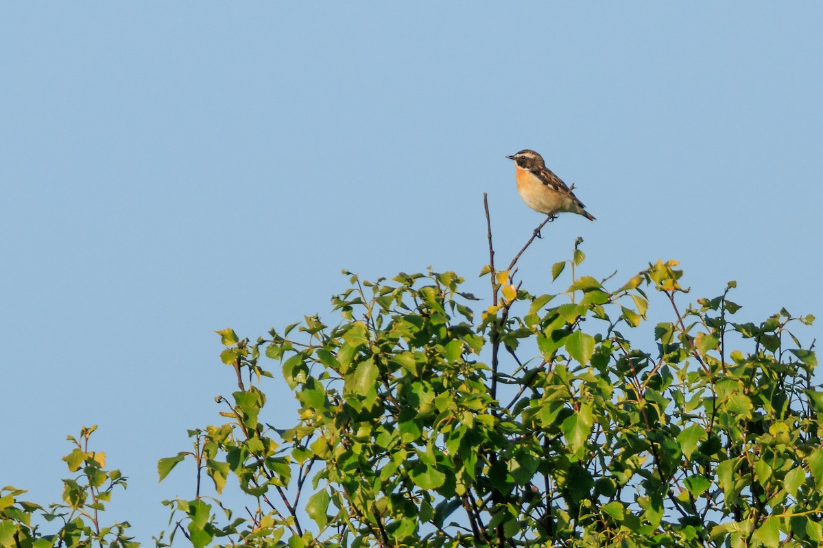 Whinchat - ML637636341