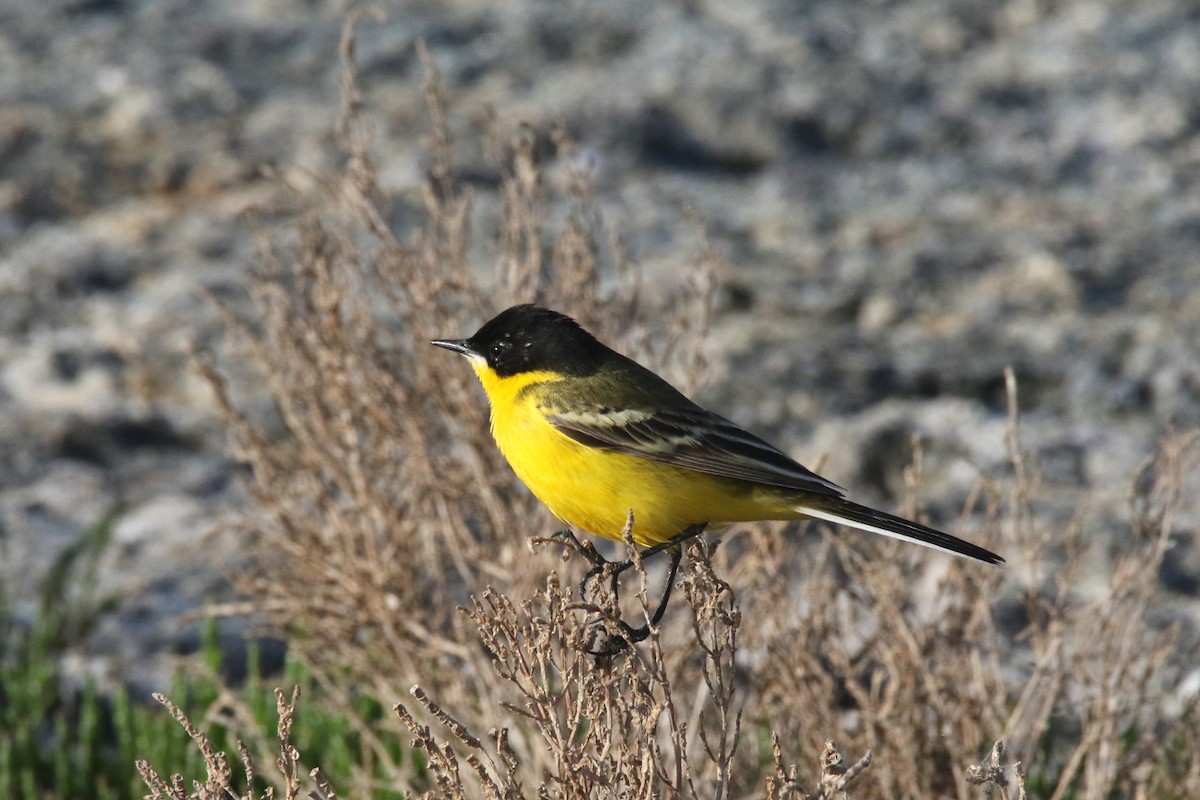 Western Yellow Wagtail (feldegg) - ML637636384