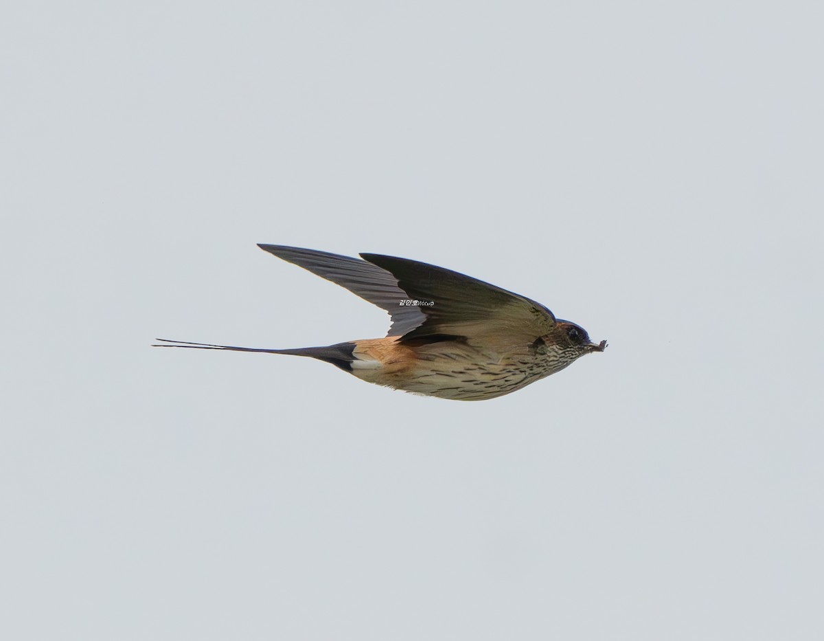Golondrina Dáurica Oriental - ML637636393