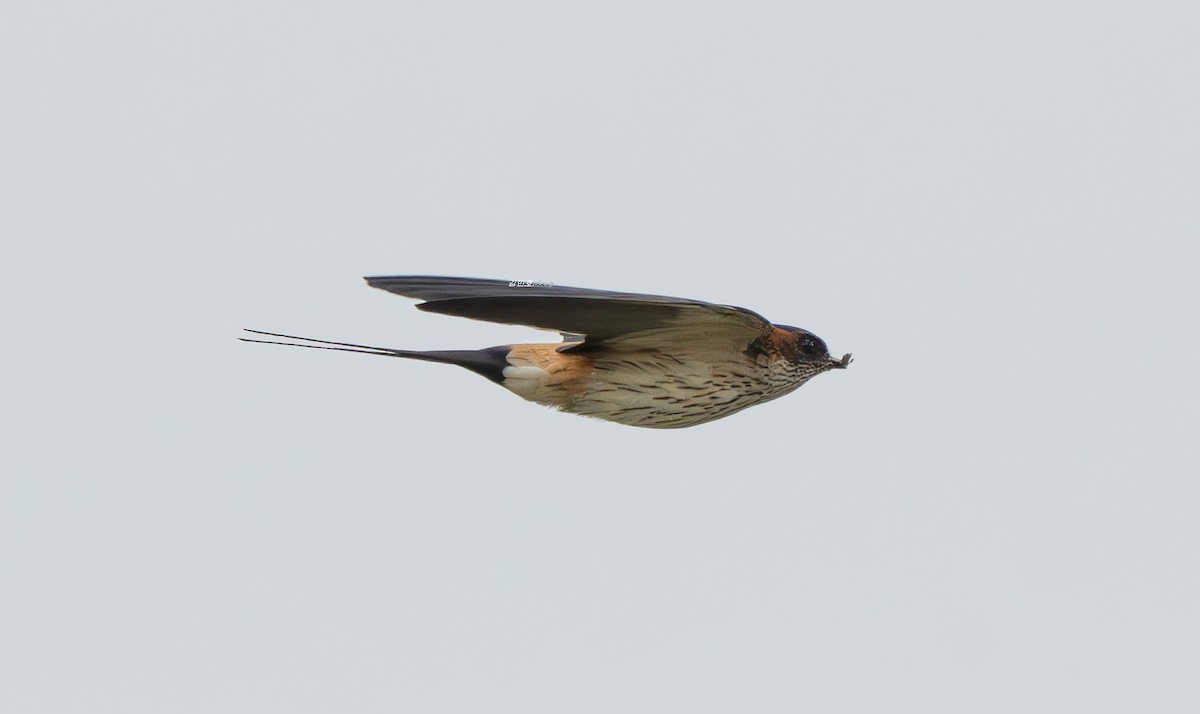 Golondrina Dáurica Oriental - ML637636394