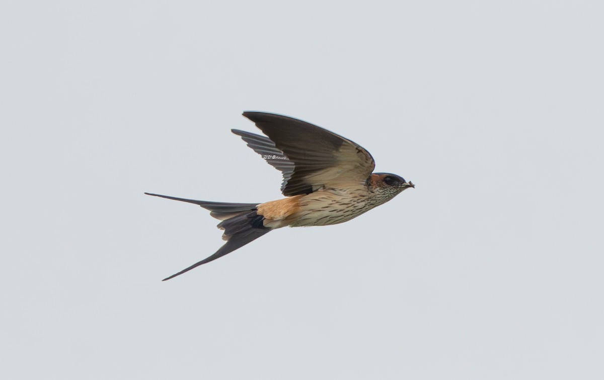 Golondrina Dáurica Oriental - ML637636395