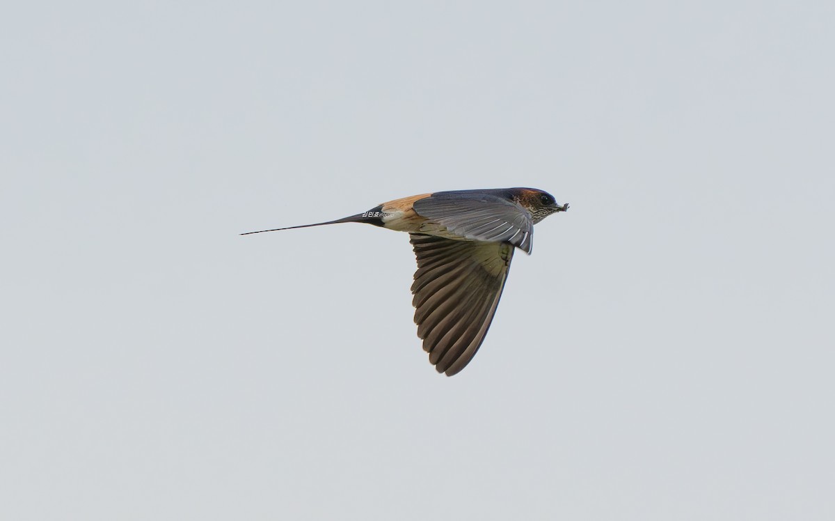 Golondrina Dáurica Oriental - ML637636396