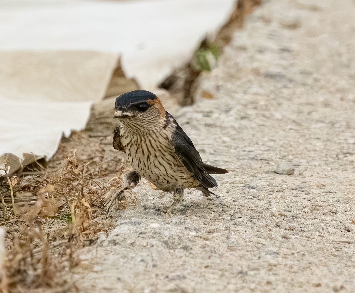 Golondrina Dáurica Oriental - ML637636397