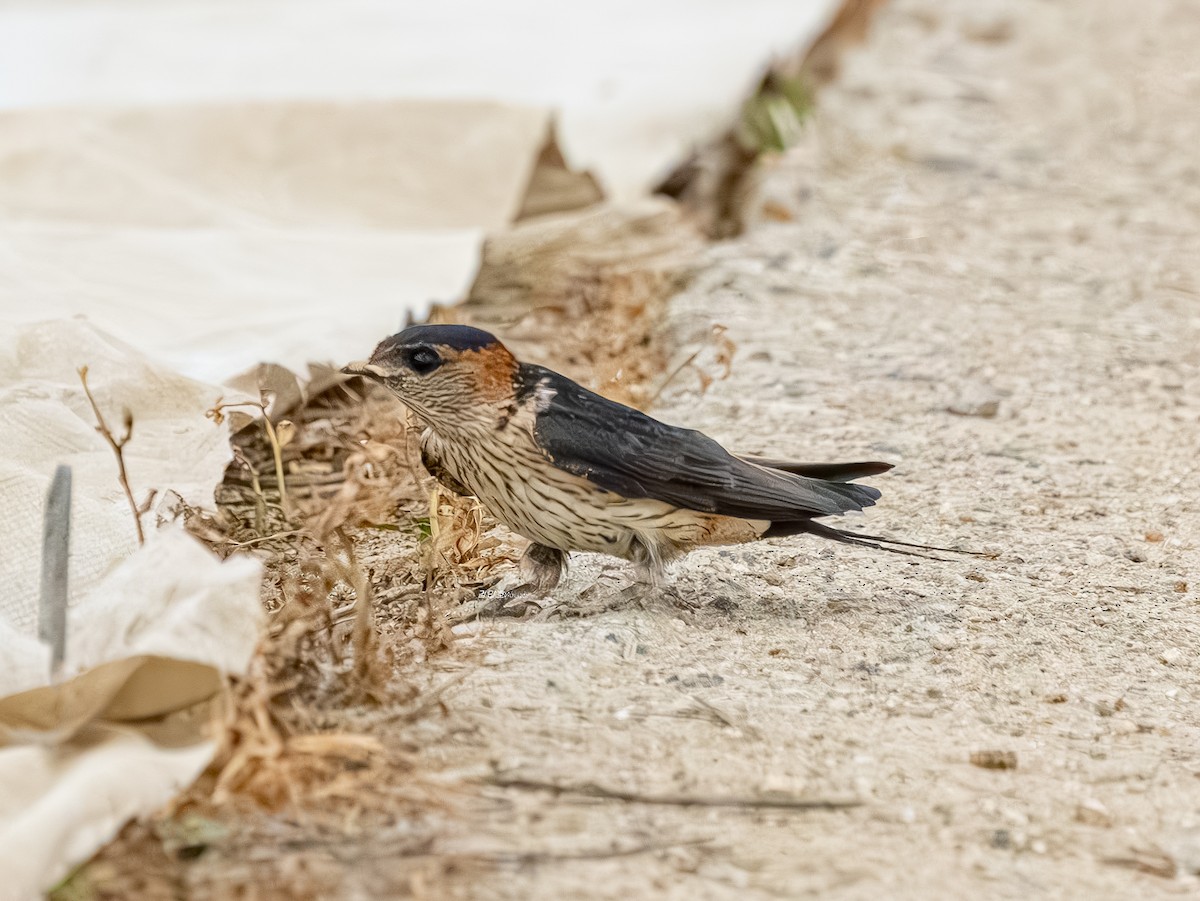 Golondrina Dáurica Oriental - ML637636398