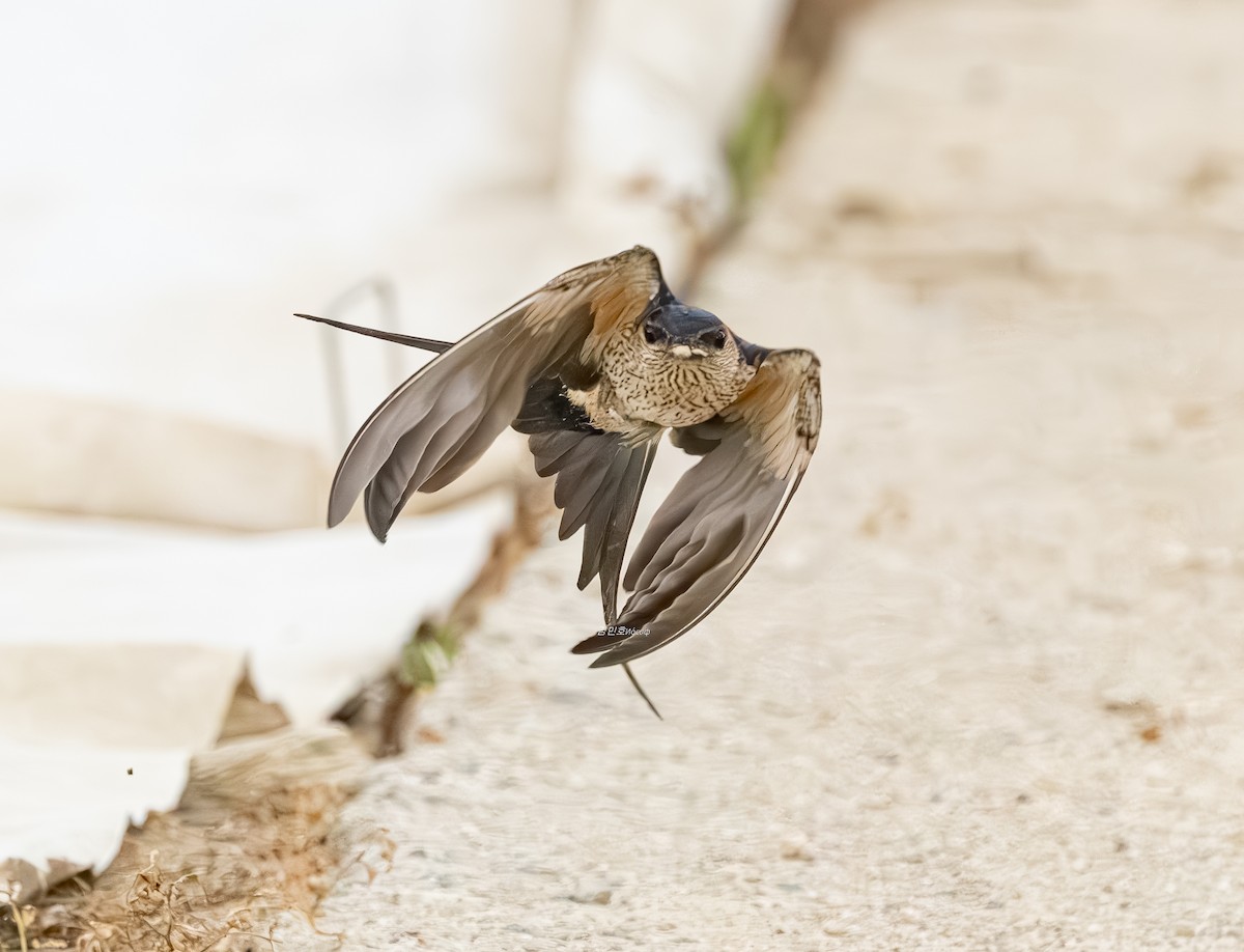 Golondrina Dáurica Oriental - ML637636399