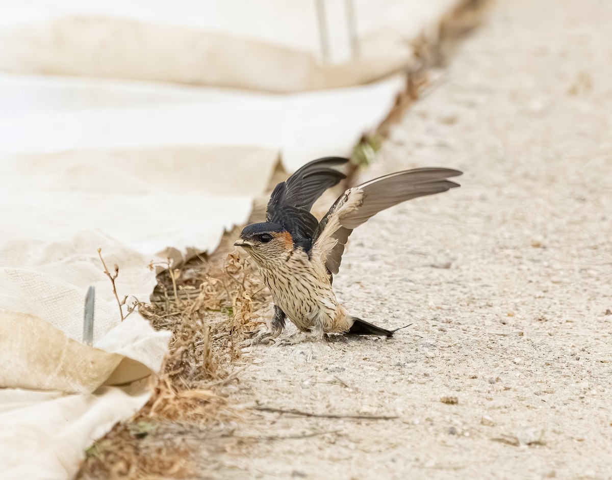 Golondrina Dáurica Oriental - ML637636400