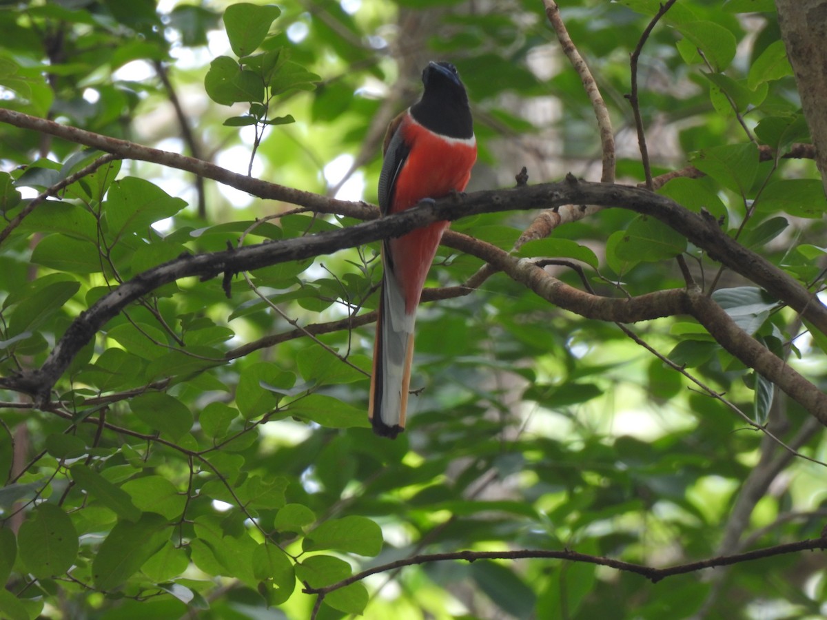 Malabar Trogon - ML637636452