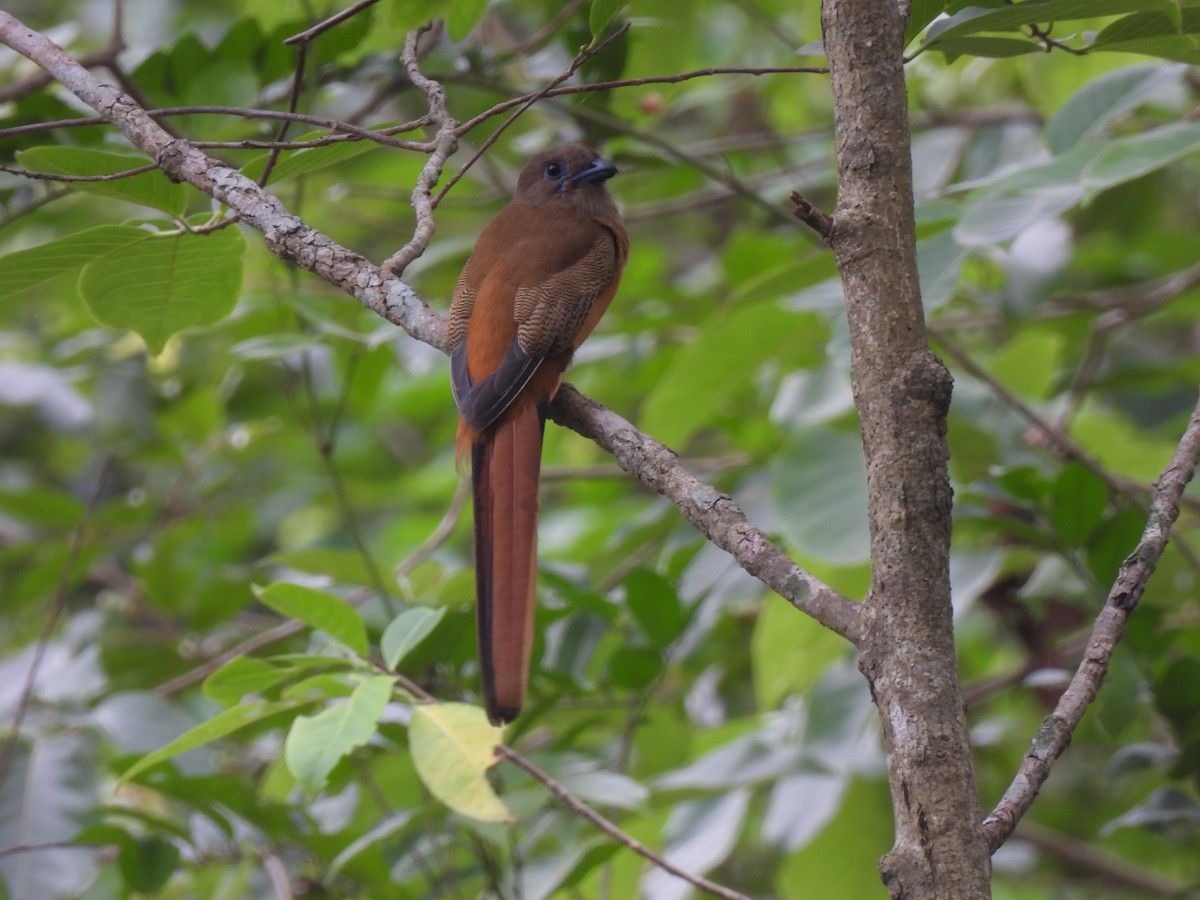 Malabar Trogon - ML637636453