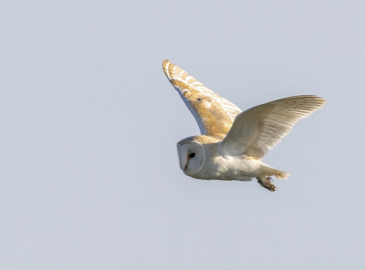Western Barn Owl - ML637636459