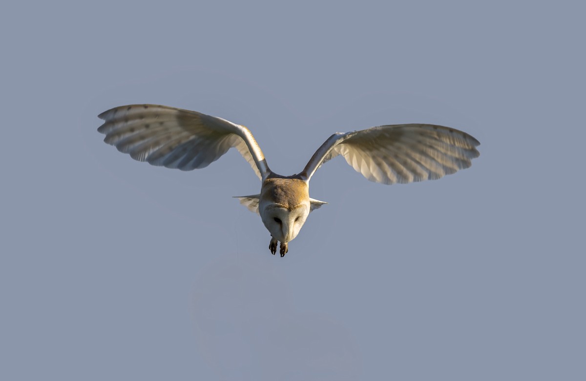 Western Barn Owl - ML637636460